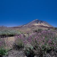 Highlights of Tenerife Walk