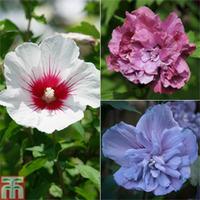 Hibiscus syriacus Collection (Large Plant) - 3 x 3 litre potted hibiscus plants - 1 of each variety