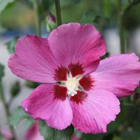 Hibiscus syriacus \'Woodbridge\' (Large Plant) - 1 x 10 litre potted hibiscus plant