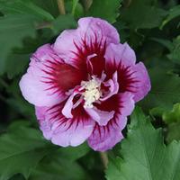 Hibiscus syriacus \'Purple Pillar\' (Large Plant) - 1 x 10 litre potted hibiscus plant
