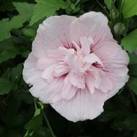 Hibiscus syriacus \'Pink Chiffon\' (Large Plant) - 1 x 10 litre potted hibiscus plant