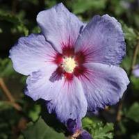 Hibiscus syriacus \'Azurri\' (Large Plant) - 2 x 3.5 litre poteed hibiscus plants