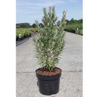 Hippophae rhamnoides \'Hikul\' (...