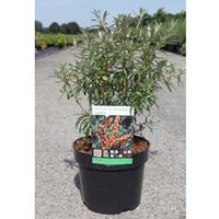 Hippophae rhamnoides \'Leikora\' (Large Plant) - 1 x 3.6 litre potted hippophae plant