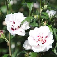 Hibiscus syriacus \'Lady Stanley\' (Large Plant) - 2 x 10 litre potted hibiscus plants
