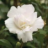 Hibiscus syriacus \'Mint Cream\' - 1 bare root hibiscus plant