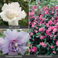 Hibiscus Collection - 3 bare root hibiscus plants - 1 of each variety