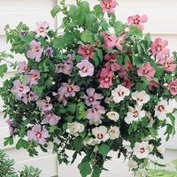 Hibiscus \'Tricolour\' (Standard) - 2 Hibiscus Standard trees