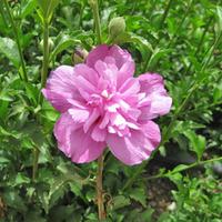 Hibiscus syriacus \'Purple Ruffles\' (Large Plant) - 2 plants in 3.5 litre pots
