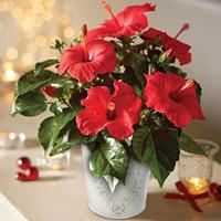 Hibiscus \'Festive Flair\' - 1 Hibiscus plant in 13cm pot