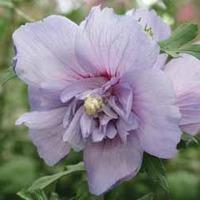 Hibiscus \'Sugared Almond\' - 1 bare root hibiscus plant