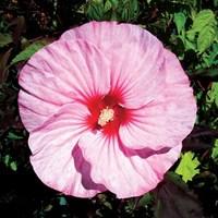 hibiscus pink candy 3 x 9cm pot plant