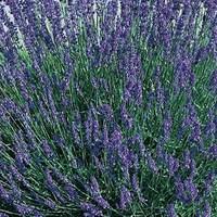 Hidcote Lavender 6 Plants 9cm Pot