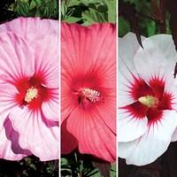 Hibiscus Carousel Collection 3 Plants 9cm Pot