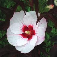 hibiscus joli couer 1 x 9cm pot plant