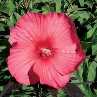 Hibiscus Pink Passion 1 x 9cm Pot Plant