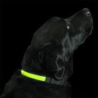 high visibility dog collar