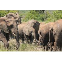 Hluhluwe-Imfolozi Game Reserve Guided Day Tour from Durban