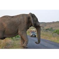 Hluhluwe Imfolozi Game Reserve Day Tour from Durban