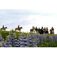 Horseback Riding Day Tour at Laxnes Farm from Reykjavik