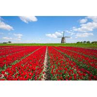Holland in One Day Sightseeing Tour