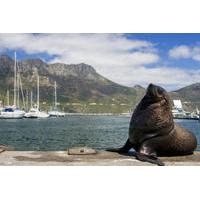 hout bay cape peninsula and optional boulders beach penguins day trip  ...