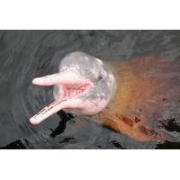Hong Kong Pink Dolphin Watching Cruise