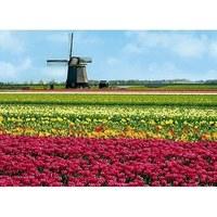 Hollands Glory - Tulips & Mill Jigsaw Puzzle