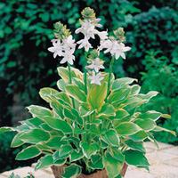 Hosta fortunei var. aureomarginata (Large Plant) - 2 x 2 litre potted hosta plants