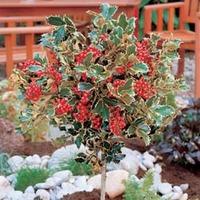 Holly \'Golden King\' (Standard Tree) - 1 x 3l potted Holly plant