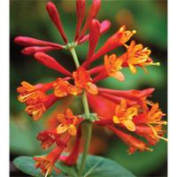 honeysuckle dropmore scarlet 1 x 9cm potted honeysuckle plant