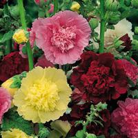 Hollyhock \'Chater\'s Double Mixed\' (Large Plant) - 3 x 1 litre potted hollyhock plants