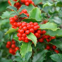 Holly (Hedging) - 50 x 9cm potted plants