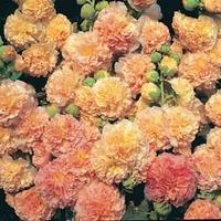 Hollyhock \'Peaches \'n\' Dreams\'® - 10 holyhock Postiplug plants