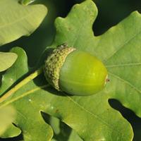 Holm Oak (Large Plant) - 2 x 3.5 litre potted holm oak plants