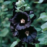 Hollyhock \'Nigra\' - 1 packet (50 hollyhock seeds)