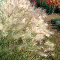 Hordeum jubatum - 1 packet (100 hordeum seeds)