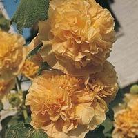 hollyhock chaters double apricot 1 packet 30 hollyhock seeds