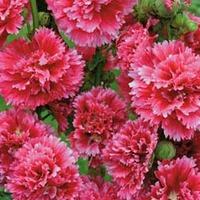 hollyhock fiesta time 1 packet 35 hollyhock seeds