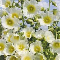 hollyhock halo white 1 packet 50 hollyhock seeds