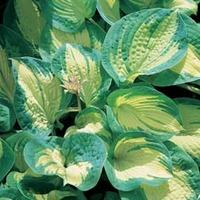 Hosta \'Great Expectations\' (Large Plant) - 1 x 2 litre potted hosta plant