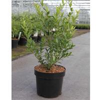 Holly triflora var. kanehirae (Large Plant) - 1 x 3.6 litre potted ilex plant
