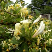 Honeysuckle \'Scentsation\' (Large Plant) - 2 x 9 litre potted honeysuckle plants