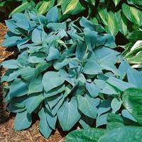 Hosta \'Fragrant Blue\' (Large Plant) - 2 x 2 litre potted hosta plants