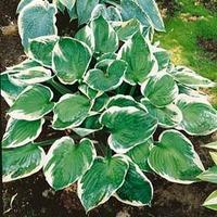 Hosta \'Minuteman\' (Large Plant) - 2 x 2 litre potted hosta plants