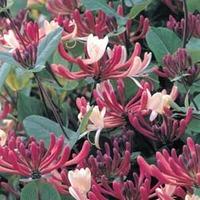 Honeysuckle \'Belgica\' (Large Plant) - 1 x 2 litre potted honeysuckle plant