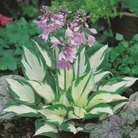 hosta fire and ice large plant 1 x 2 litre potted hosta plant