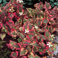 Houttuynia cordata \'Chameleon\' (Large Plant) - 2 x 3.5 litre potted houttuynia plants