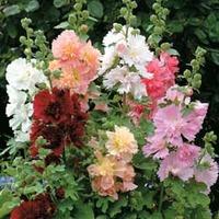 Hollyhock \'Spring Celebrities Mixed\' (Annual) - 1 packet (20 hollyhock seeds)