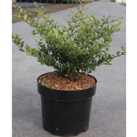 Holly \'Stokes\' (Large Plant) - 2 x 3.6 litre potted ilex plants